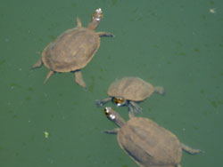 Turtles in the Palace of Zakros (European Pont Terrapins)