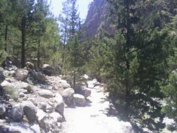 Forest in the Samaria Gorge